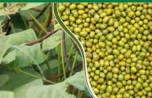 जिलें में मूंग खरीदी नही होने से किसान परेशान..आखिर क्यों नहीं हो रही छिदंवाडा जिलें में समर्थन मूल्य पर मूंग की खरीदी..?