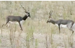 वन विभाग नहीं कर पाया काले हिरणों की सुरक्षा,एंव संरक्षण..