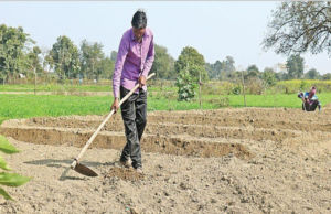 खाद और कीटनाशक के अंधाधुंध इस्तेमाल से जमीन हो रही बंजर..