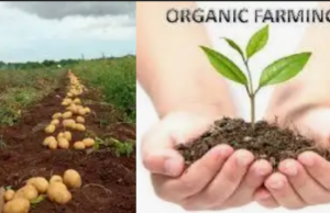 भारत सरकार 2015-16 से देश में जैविक खेती को बढ़ावा देने के लिए समर्पित योजनाएं