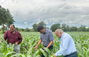 उप संचालक कृषि श्री सिंह ने टीम के साथ अमरवाड़ा के ग्राम सिंगोड़ी एवं छिंदवाड़ा क्षेत्र के विभिन्न ग्रामों का भ्रमण कर फसल स्थिति का किया निरीक्षण