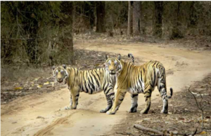 बाघों ने चुन लिया प्रकृति का सुन्दर स्थान – मध्यप्रदेश