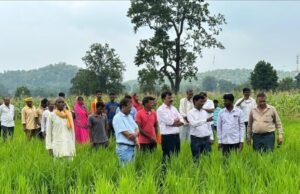 उप संचालक कृषि श्री सिंह द्वारा ग्राम डीबूढाना व कुर्सीढाना में पैडीट्रांसप्लांटर (धान रोपाई मशीन) द्वारा लगाई गई धान फसल का किया गया निरीक्षण..