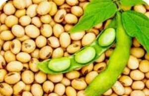 मध्य प्रदेश को फिर मिला “सोयाप्रदेश” का ताज