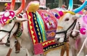 आज मनाया जा रहा है पोला पर्व, कई राज्यों में पोला पर्व की धूम…