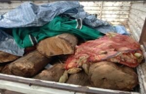 सांवरी वनपरिक्षेञ में सागौन की तस्करी…