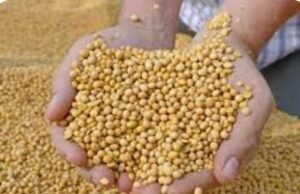 सोयाबीन का समर्थन मूल्य 4 हजार 892 प्रति क्विंटल निर्धारित… सरकार खरीदें समर्थन मूल्य पर सोयाबीन..