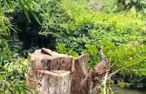 वन माफिया ने चढ़ाई 1000 शासकीय पेड़ों की बलि …