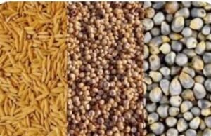 समर्थन मूल्य पर धान, ज्वार एवं बाजरा उपार्जन के लिये 04 अक्टूबर तक किसान करा सकते हैं अपना पंजीयन