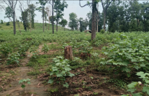 अपने पद का फायदा उठा रहे हैं अधिकारी मन माने कर रहे हैं सरकारी जमीन पर कब्जा…