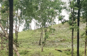 वनों की कटाई:जंगलों की कटाई कर वन भूमि पर कब्जा कर की जा रही खेती की तैयारी, विभाग खामोश