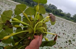 मत्स्य पालन से लखपति बने श्री सुनील सिंगारेसालाना कमा रहे 8 लाख रूपये तक…