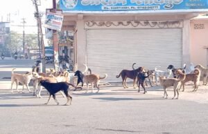शहरवासी परेशान:आवारा कुत्तों से लोग परेशान; बाहर निकलना मुश्किल, समस्या का समाधान जल्द हो