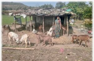 ग्रामीण आजीविका मिशन से जुड़कर मजदूर से बकरीपालक बनी सुनीता बंजारा..
