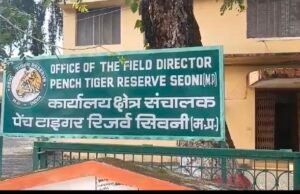 आदमखोर बाघ की तलाश जारी..बाघिन के साथ ड्रोन कैमरे में कैद हुआ बाघ..