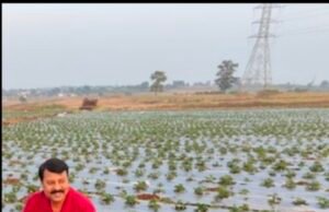 पथरीली जमीन पर स्ट्रॉबेरी की चमक : किसान कैलाश पवार की सफलता की कहानी…