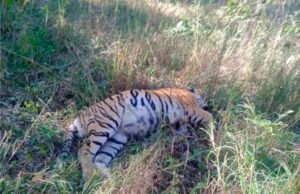 पेंच पार्क में फिर गई एक टाइगर की जान…