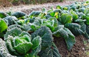 रबी की फसलों में पाला पड़ने की सम्भावना दिखते हुए कृषि विभाग ने दी सलाह….