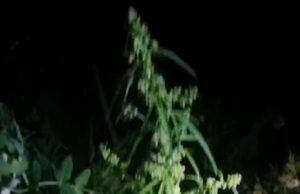 पुलिस ने अवैध मादक पदार्थ (गांजा) के पौधो को उगाकर बेचने वाले आरोपी को किया गिरफ्तार…..