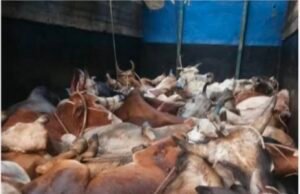 पांढुर्णा में गोवंश का एक वाहन राजसात…अब तक 14 वाहनों पर हुई कार्रवाई, एसपी के रिपोर्ट पर कलेक्टर ने जारी किया आदेश..