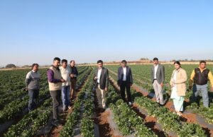 कलेक्टर श्री सिंह ने किया पहली बार जिले में हो रही स्ट्रॉबेरी खेती का निरीक्षण…