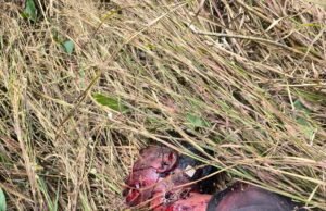 बाघ के हमले में किसान की मौत, क्षेत्र में दहशत..