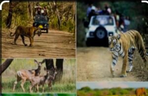 मध्यप्रदेश का शीर्ष स्थान बरकरार, देश में सभी प्रदेशों से अधिक वन क्षेत्र…