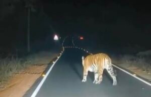 फॉरेस्ट विभाग की बड़ी लापरवाही रेस्क्यू कर ले जा रहे बाघ का पिंजरा खुलने से भाग निकला भाग….