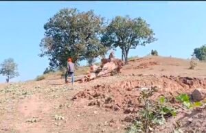 संग्रहालय निर्माण स्थल पर सामग्री पहुंचने के नाम पर ठेकेदार ने कटवाए महुए के पेड़..