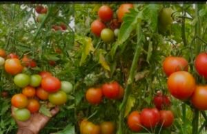 छिंदवाड़ा मंडी में ₹80 किलो बिकने वाले लाल, टमाटर के जमीन पर आए, रेट सुनकर किसान परेशान….