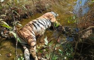 पेंच मोगली अभ्यारण्य (कुरई) मैं बाध का शिकार करने वाले पर वन विभाग ने कसा शिकंजा…