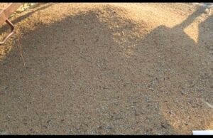 खरीदी केंद्रों पर तौली जा रही नॉन एफएक्यू धान, हर्रई सेवा सहकारी समिति के बसुरिया कला धान खरीदी केंद्र पर नहीं हो रहा हडम्बा..?