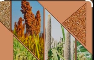 जिले में होगा जिला स्तरीय श्री अन्न फूड फेस्टिवल…