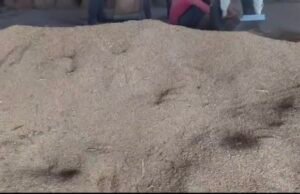 छिंदवाड़ा : धान खरीदी में जमकर भ्रष्टाचार, कहीं अधिक तौल तो कही गुणवत्ताहीन हैं खरीद रहे धान