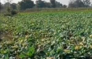 सब्जी की खेती ने (पांढुर्ना ) सिवनी के किसानों को रुलाया…मवेशियों को खिला रहे गोभी की फसल….