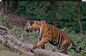 इंसानों का हस्तक्षेप जंगलों बढ़ में रहा है, अब जंगली जानवर भी होते जा रहे खूंखार…