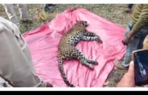 जिले में फिर एक तेंदुआ की मौत..वन विभाग की टीम ने रेस्क्यू कर बाहर निकाला…