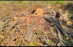 कुंडाली के एक दबंग किसान ने सेंकडो आम के वृक्ष कालोनी बनाने के लिए बिना अनुमति के काट दिया