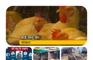 छिंदवाड़ा में बर्ड फ्लू की दस्तक…सहमा चिकन और मटन मार्केट,