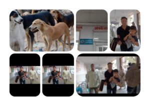 जिला मुख्यालय में आवारा कुत्तों का आतंक…