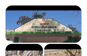 अमरवाड़ा के सरियापानी कुबड़ी और भूमिका घाटी गांव में अवैध रूप से काटे गए बेशकीमती पेड़