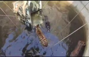 कुएं में गिरी मादा टाइगर को निकालने बुलाई क्रेन, 14 घंटे रेस्क्यू में छूटा सबका पसीना….