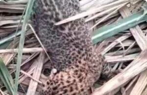 पेंच नेशनल पार्क के समीप मादा तेंदुए ने गन्ने के खेत में शावक को दिया जन्म…