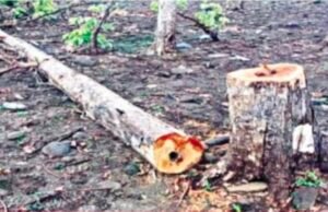 वन विभाग की निष्क्रियता के चलते जंगल में लगातार हो रही सागौन पेड़ों की कटाई…