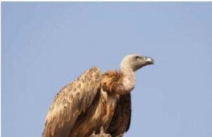 छिंदवाड़ा वनवृत्त में गिद्ध गणना अभियान संपन्न…