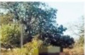 धूम मचा रहे फर्स्ट स्टेप स्कूल के नाबालिक (छात्र) बाइकर्स !बड़े हादसे को बुलावा… कौन रहेगा जिम्मेदार ?