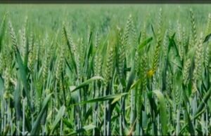 गिरदावरी न होने से फसल विक्रय के लिए पंजीयन नहीं करा पा रहे किसान…