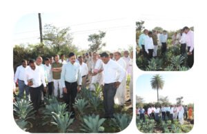 जिले में पहली बार केल की खेती का नवाचार…