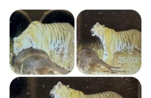 खेतों में शावकों के साथ घूम रही बाघिन, 4 बार कर चुकी शिकार