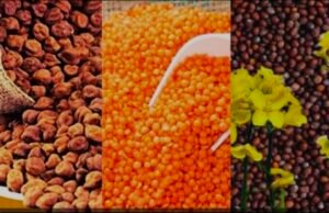चना, मसूर एवं सरसों के पंजीयन की अंतिम तिथि 10 मार्च…